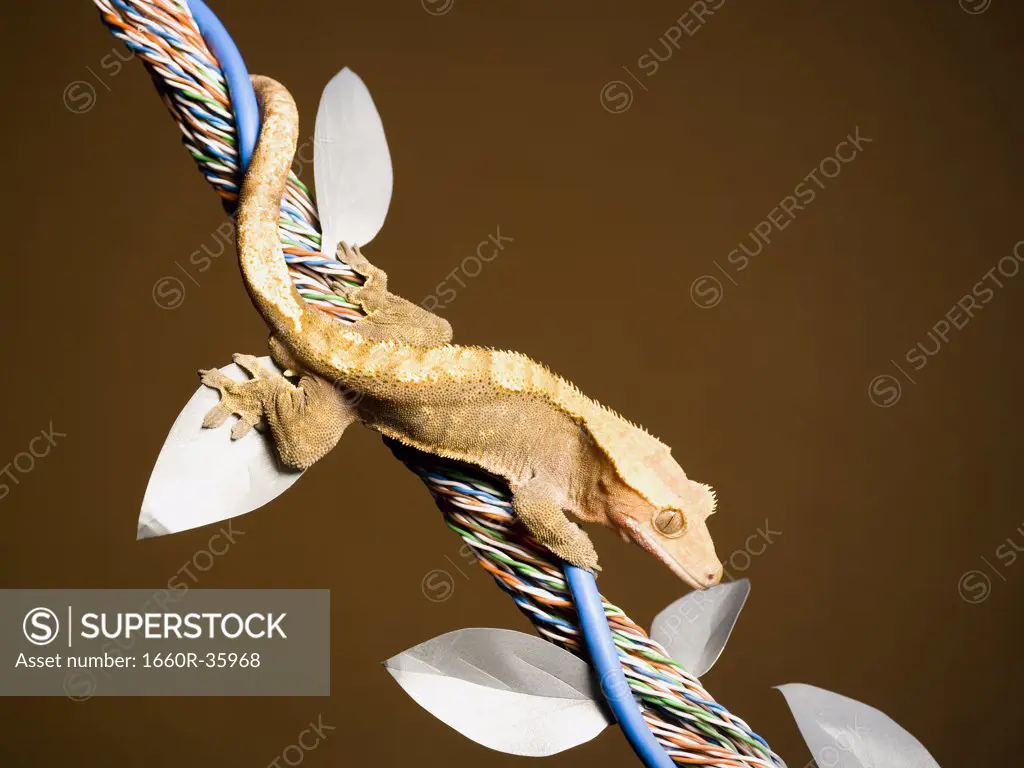 Two lizards on cable with leaves