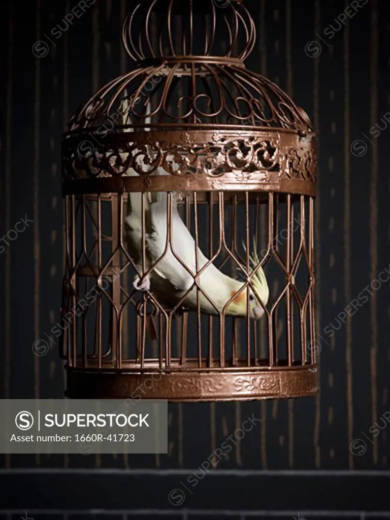 birdcage and a cockatiel
