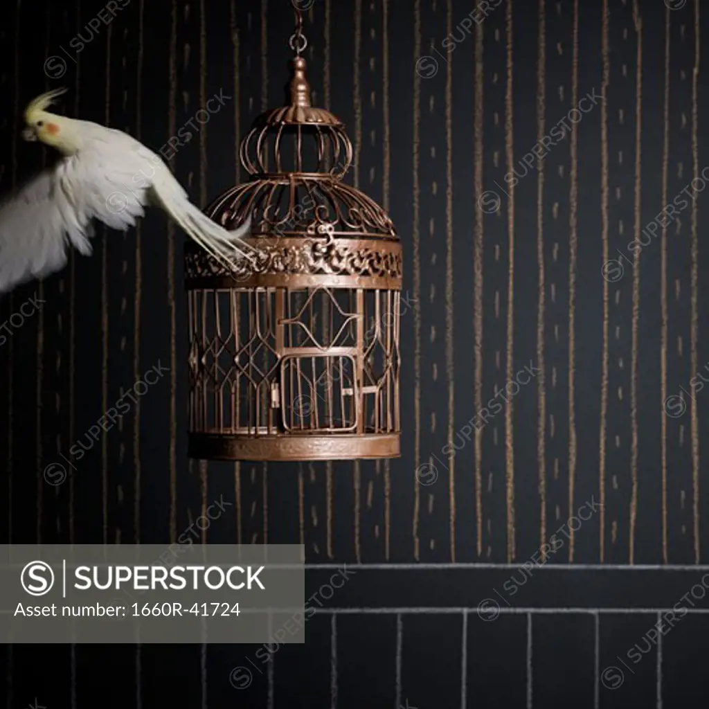 birdcage and a cockatiel