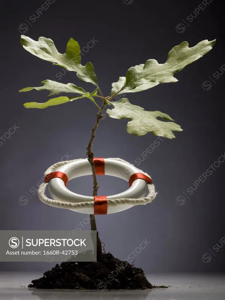 tree in a life preserver
