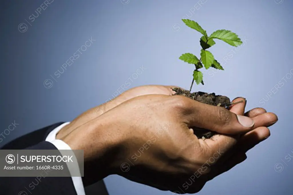 Man holding a sapling