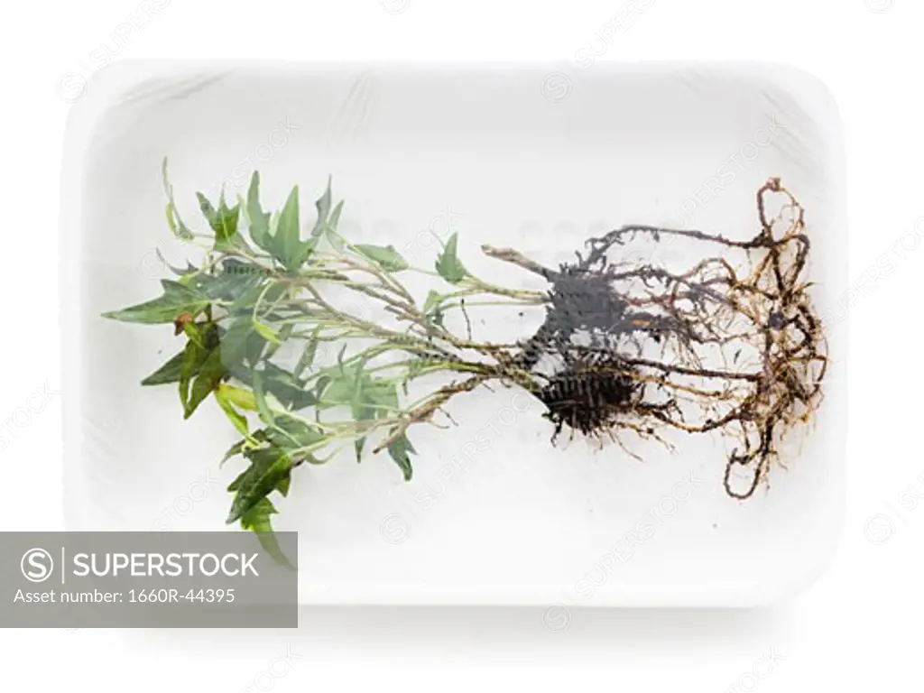 uprooted plant in supermarket packaging