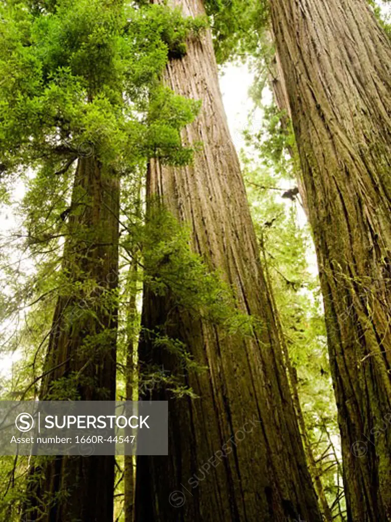 giant redwoods