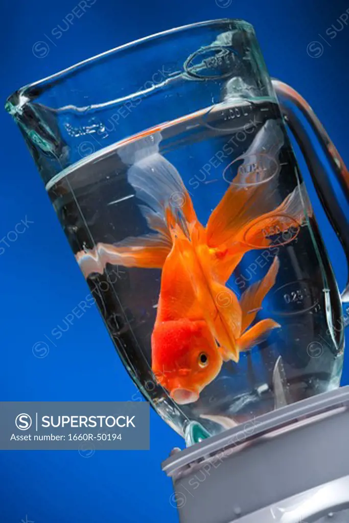 Goldfish in blender with water