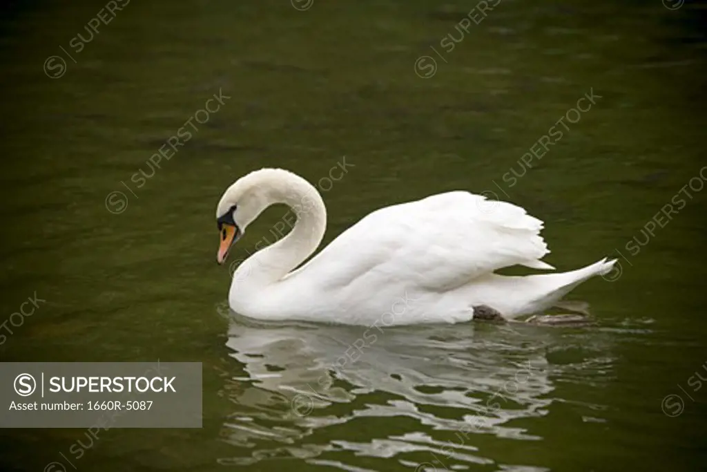 Close-up of a swan on a lake