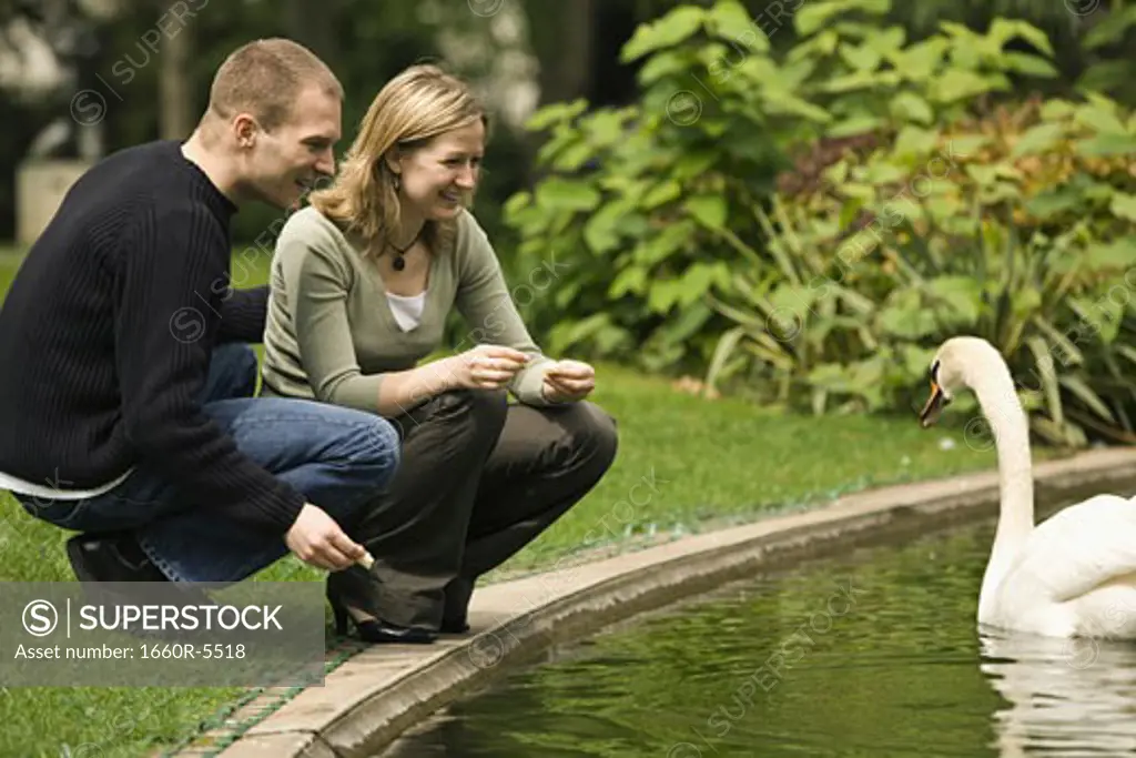 Young couple looking at a swan