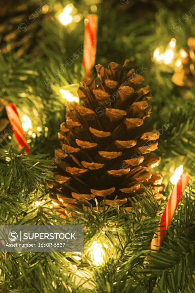 Close-up of a pine cones on a Christmas tree