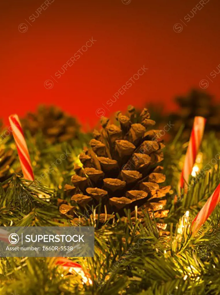 Close-up of a pine cones on a Christmas tree