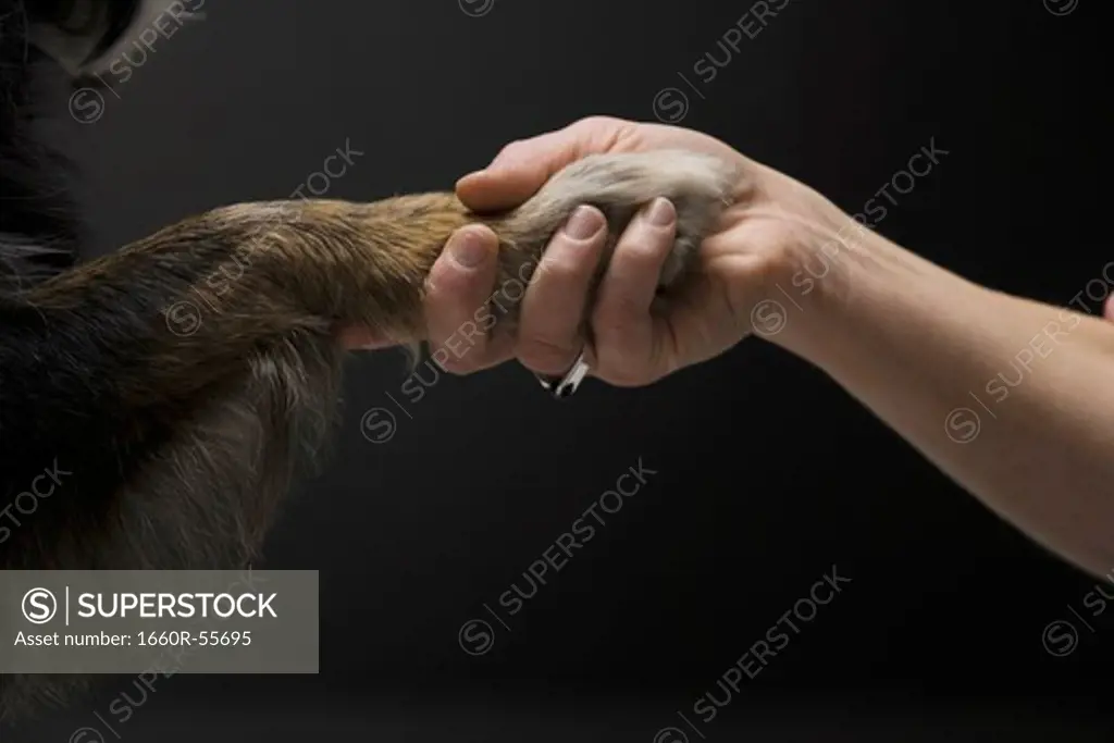 Woman shaking a paw with dog