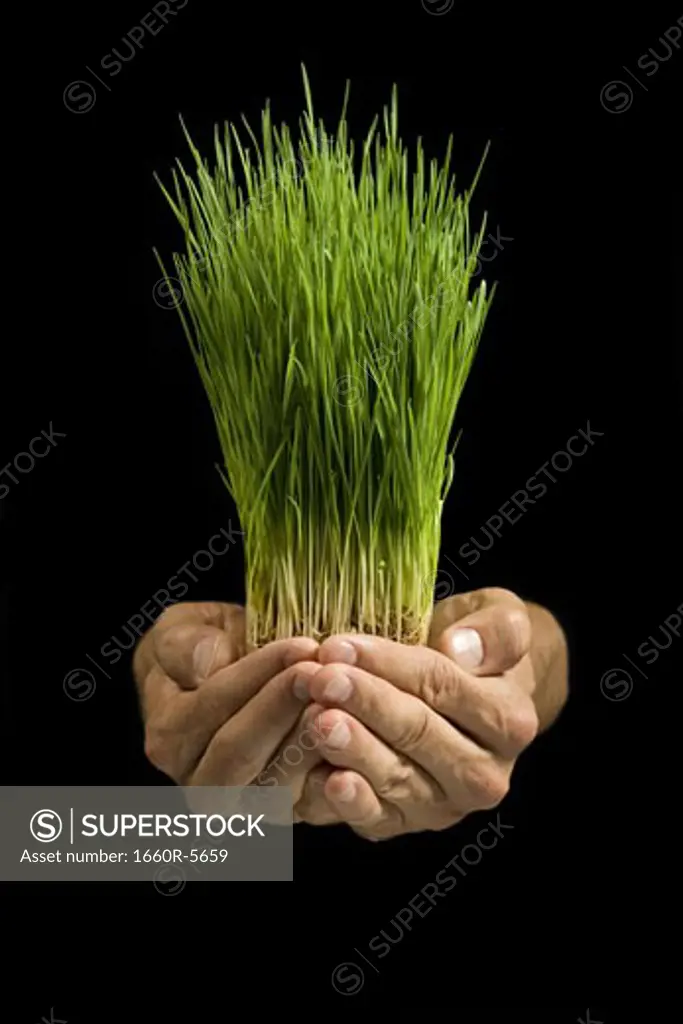 Close-up of a person holding wheat grass