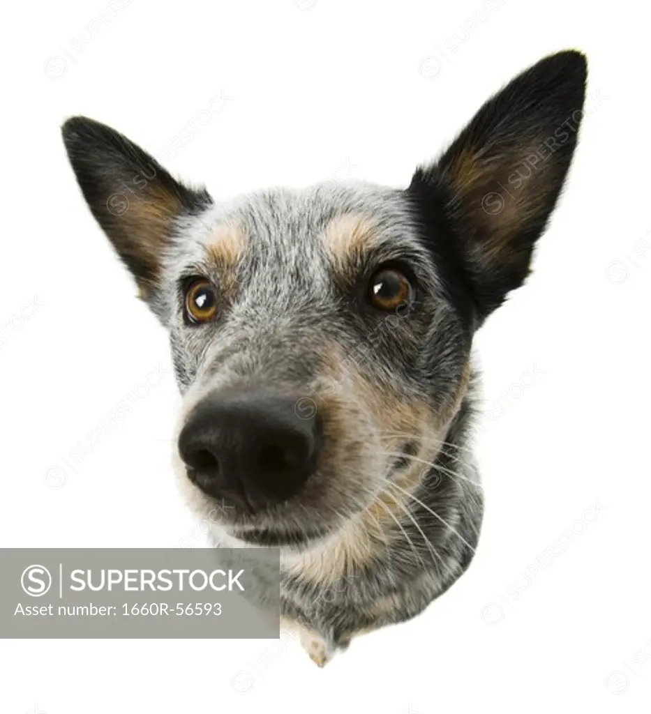 German shepherd face