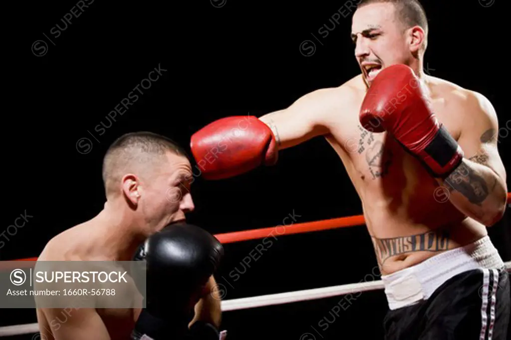Boxers fighting