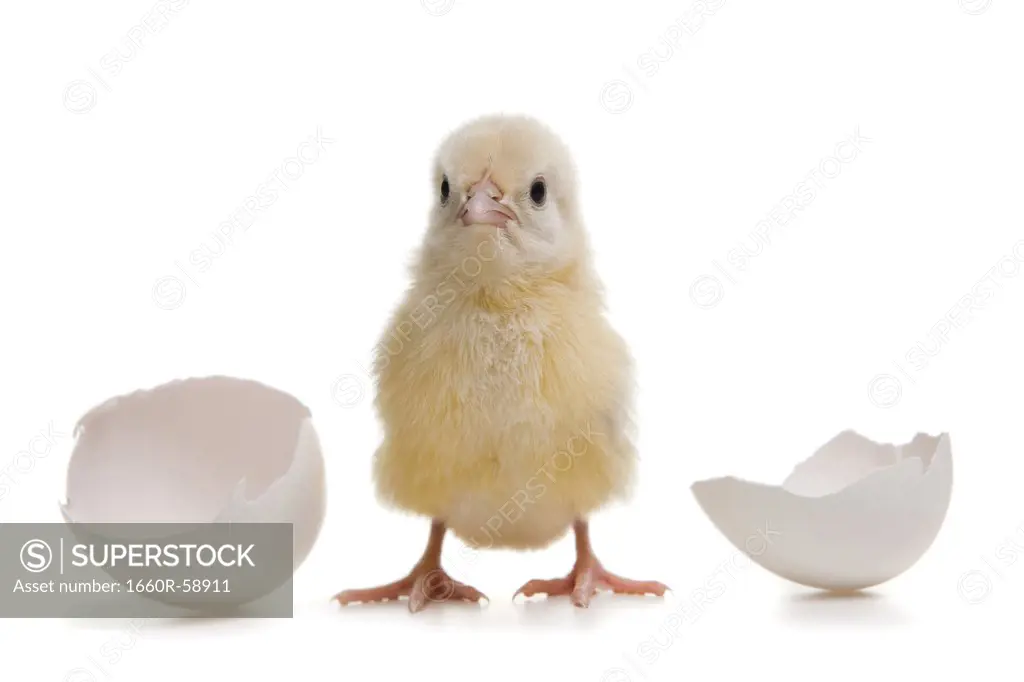 Chick with egg  shells