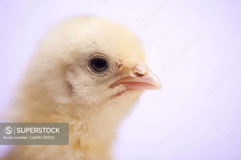 Chick with egg  shells