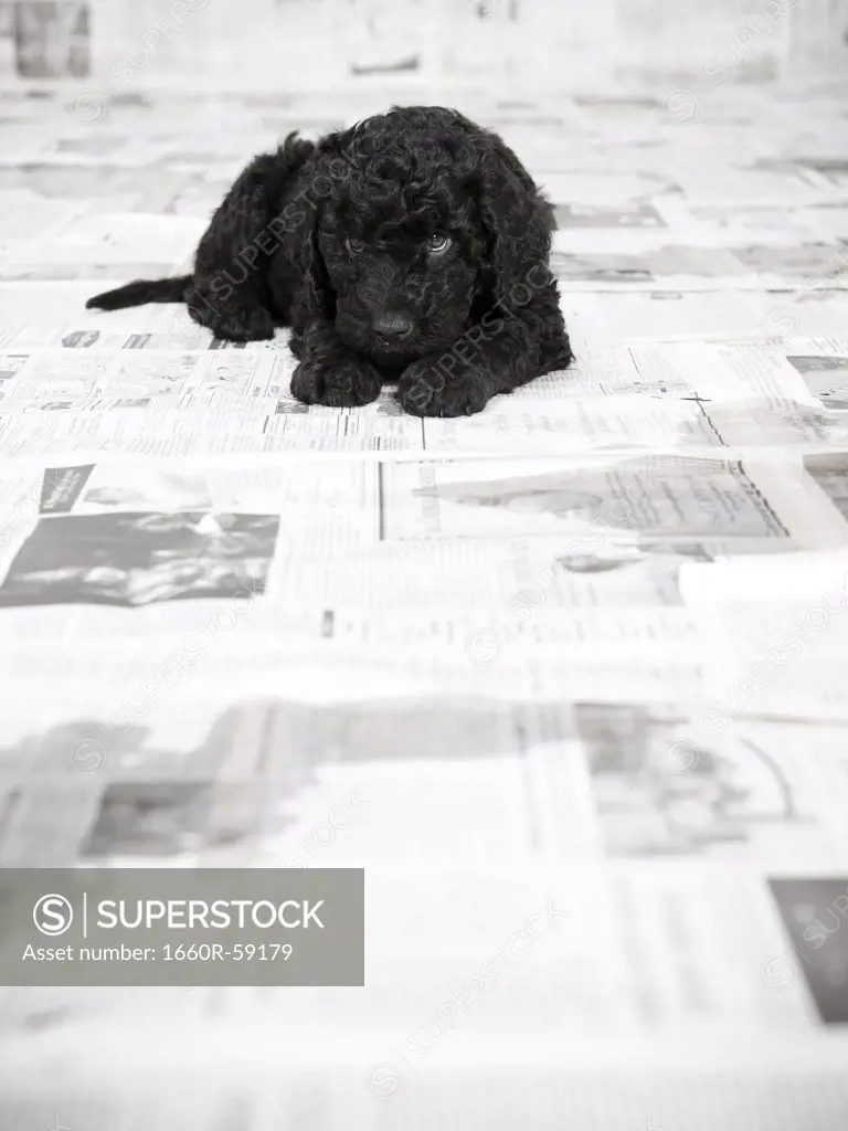 Portuguese Water Dog puppy lying in a room covered in newspaper