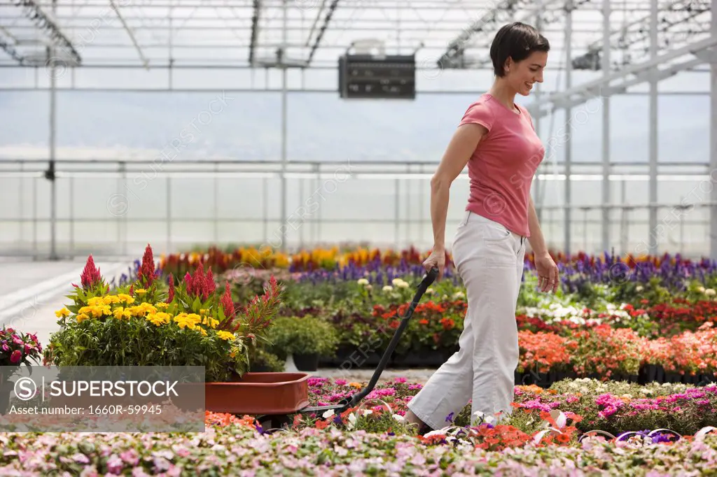 USA, Utah, Salem, mid adult woman choosing plants in greenhouse