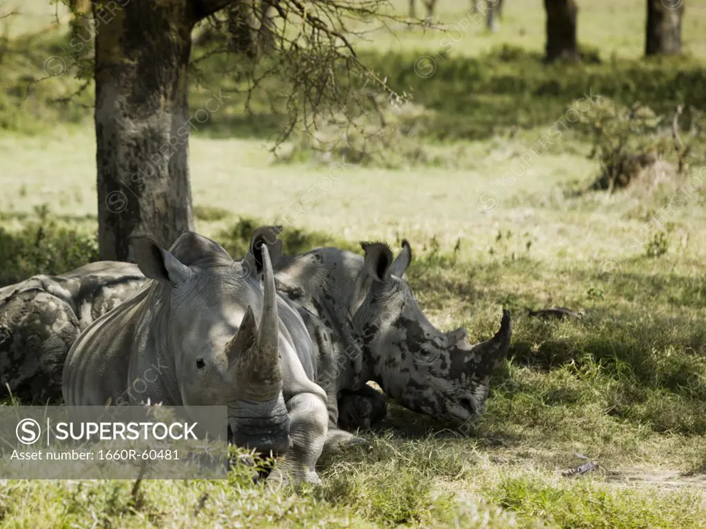 Rhinoceroses resting under a tree