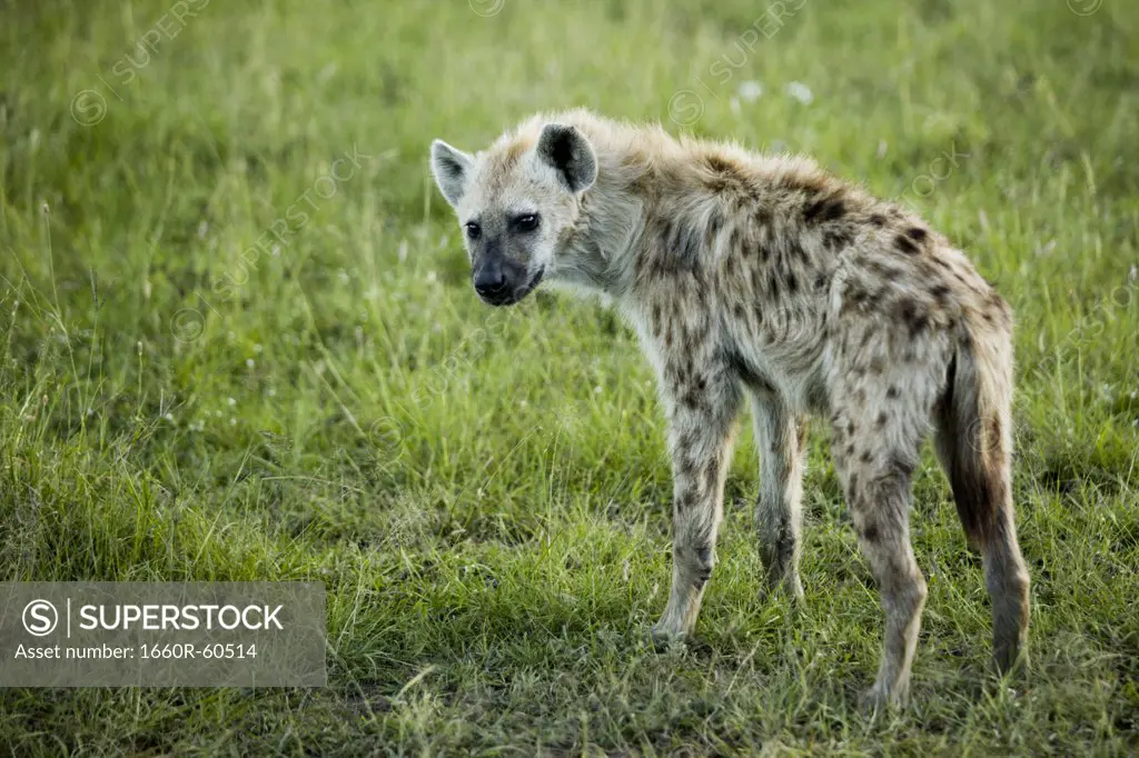 Hyena in Kenya, Africa