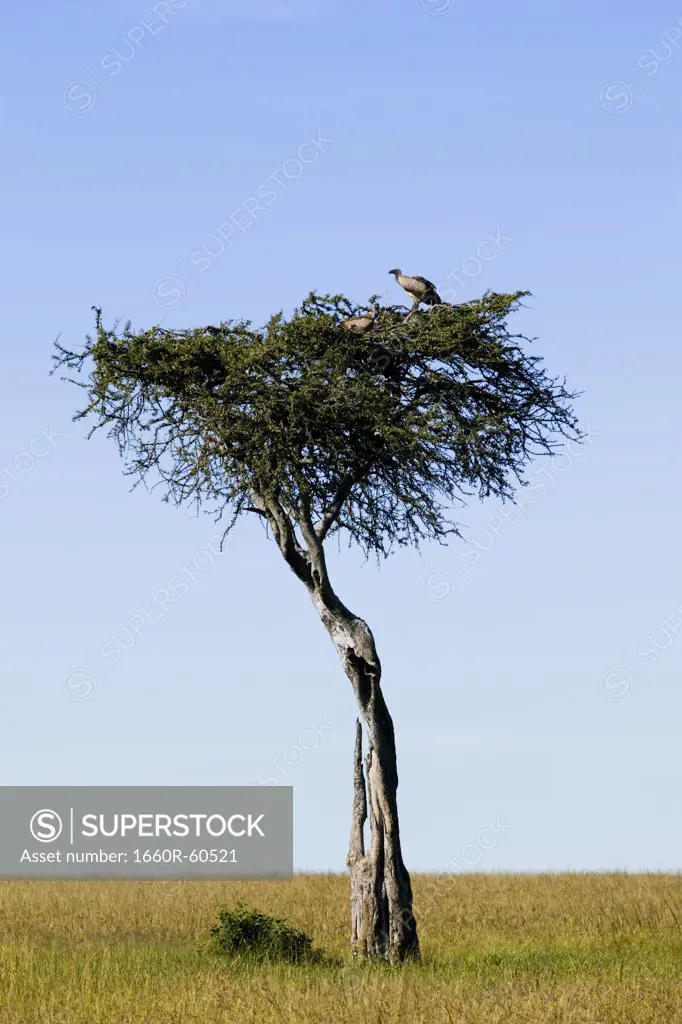 Birds in an acacia tree, Africa