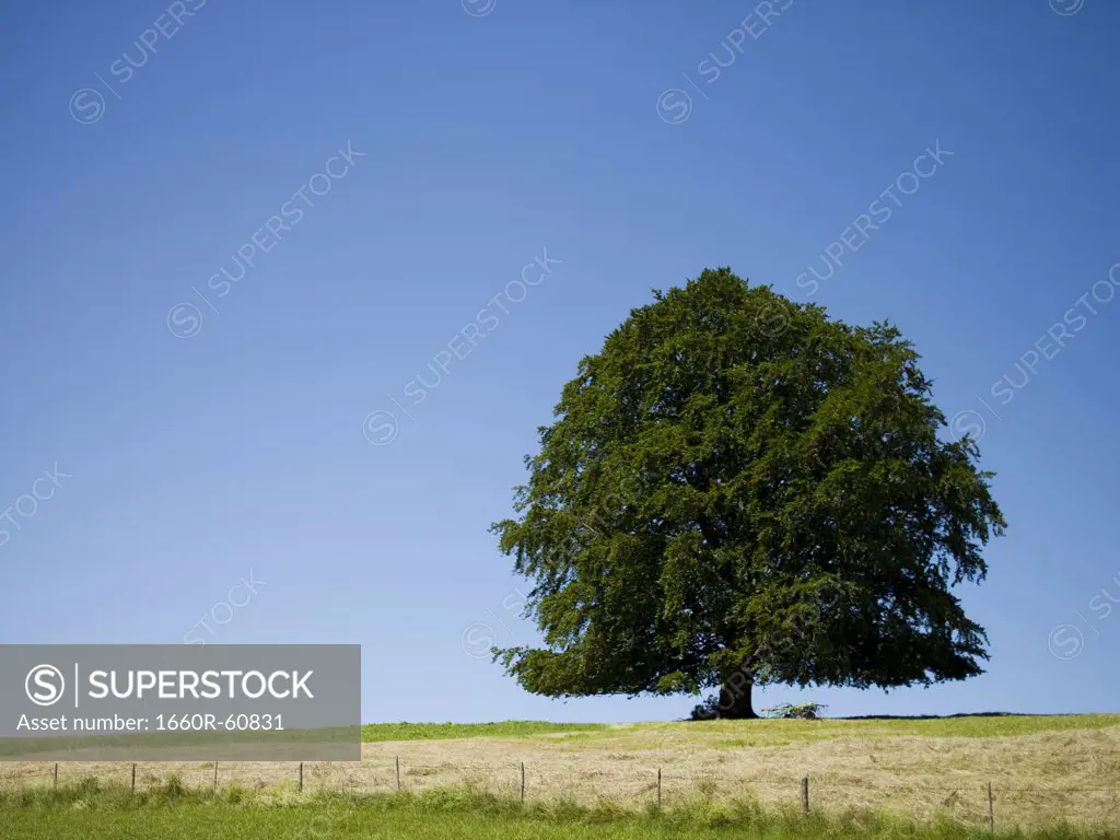 Tree and wooden fence
