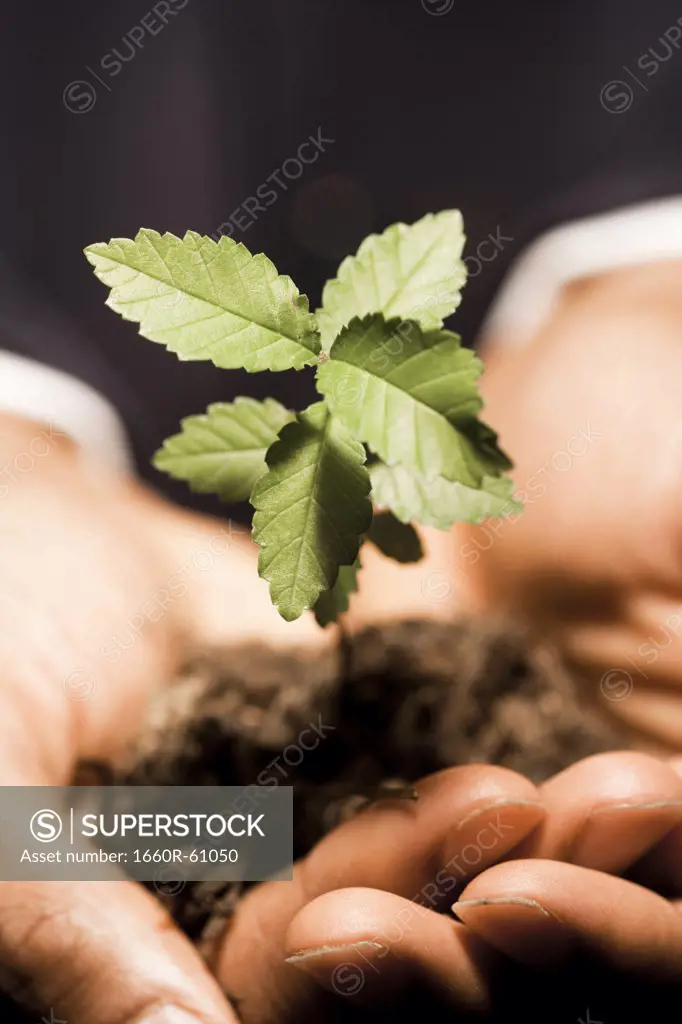 Man with small plant in hands