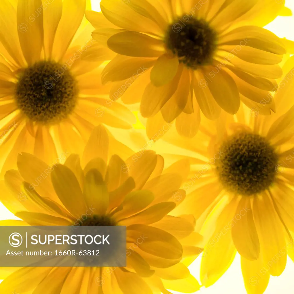 Close up of yellow sunflowers on white background, studio shot