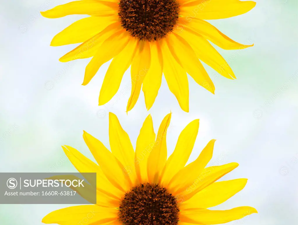 Close up of yellow sunflowers