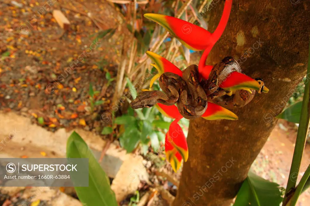 Costa Rica, Close up of Boa Constrictor wrapped on branch with red flower