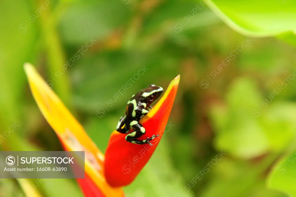 Costa Rica, Close up of Green And Black Poison Dart Frog (Dendrobates Auratus) sitting on red flower petal