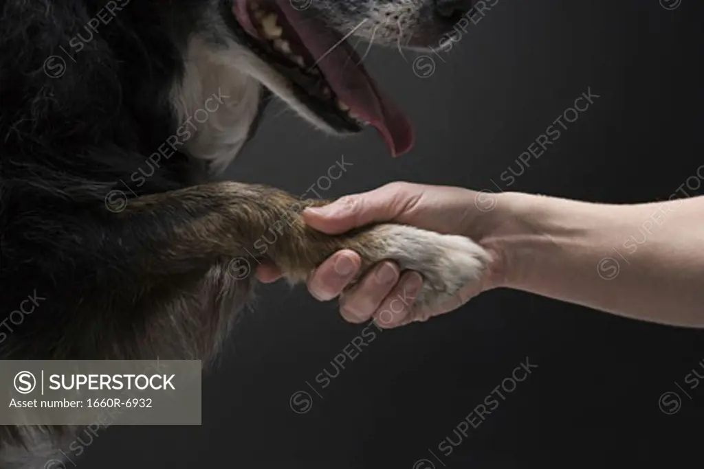 Close-up of a dog shaking hands with its owner