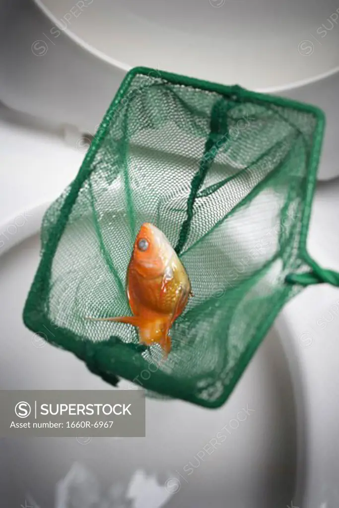 Close-up of a dead goldfish in a fishing net held above a toilet bowl