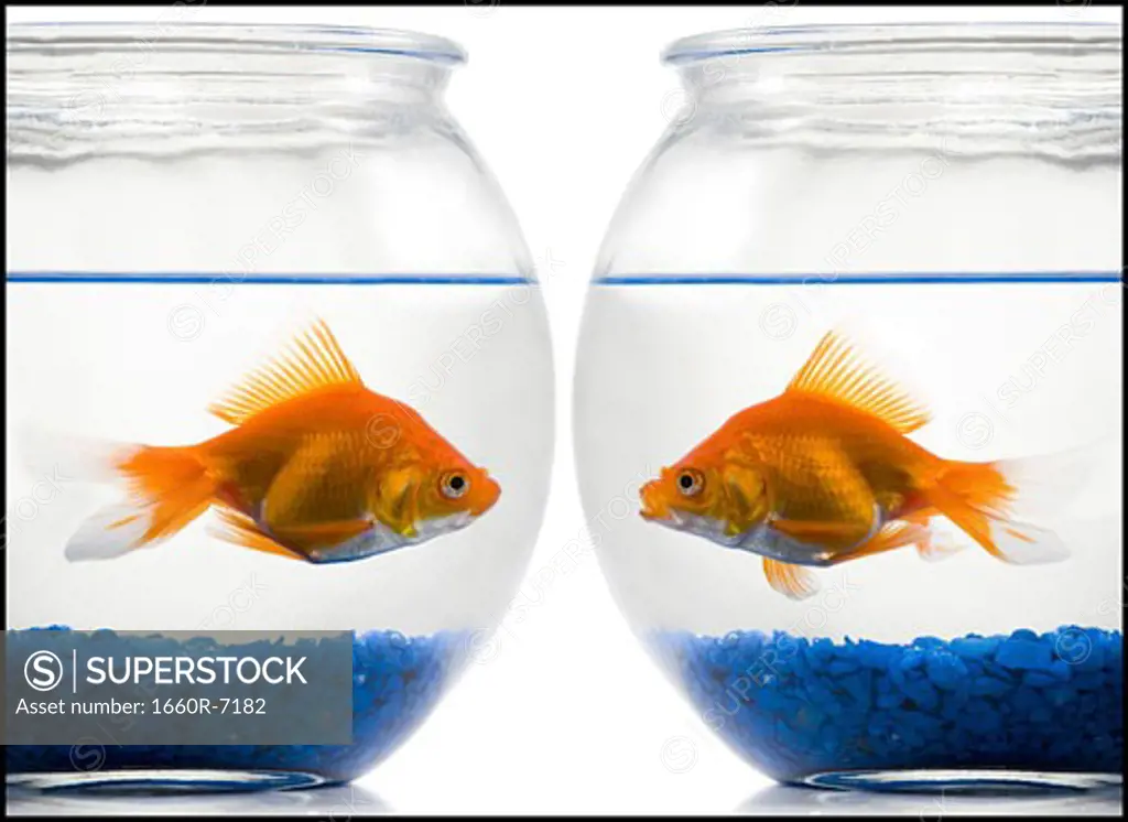 Close-up of two goldfish in fishbowls