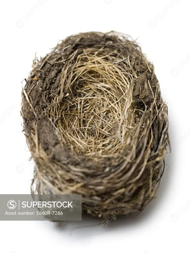 High angle view of a bird's nest