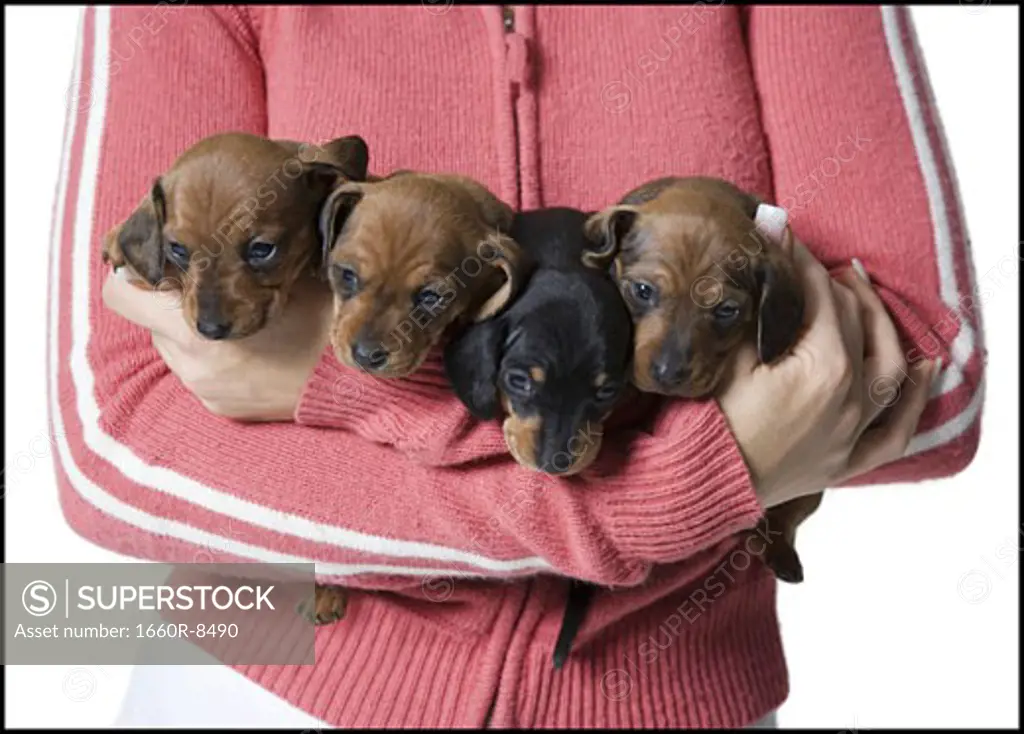 Mid section view of a young woman holding four puppies
