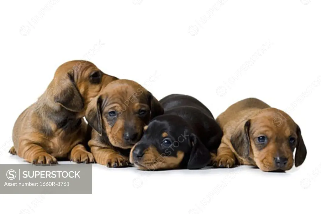 Dachshund puppies lying on the floor