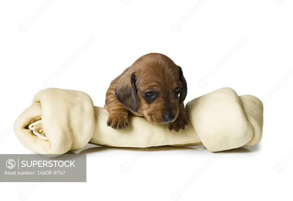 Close-up of a dachshund puppy with a dog bone