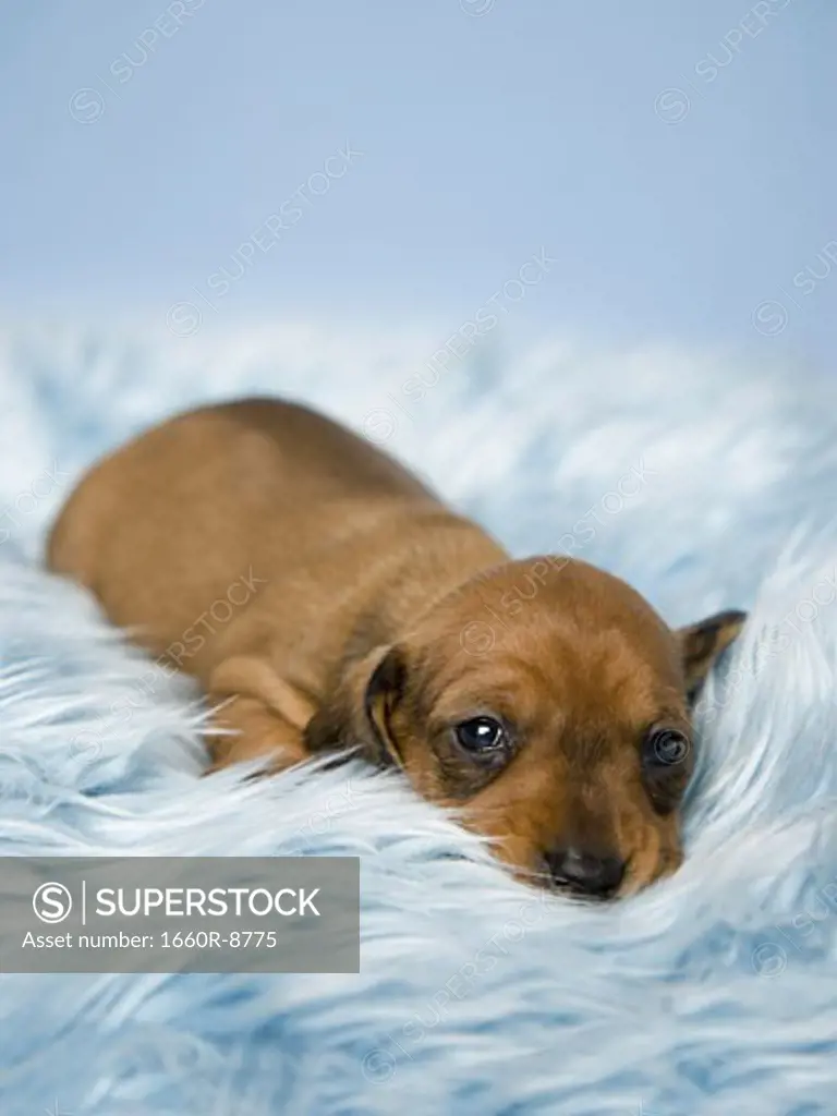 Close-up of a dachshund puppy lying on fur