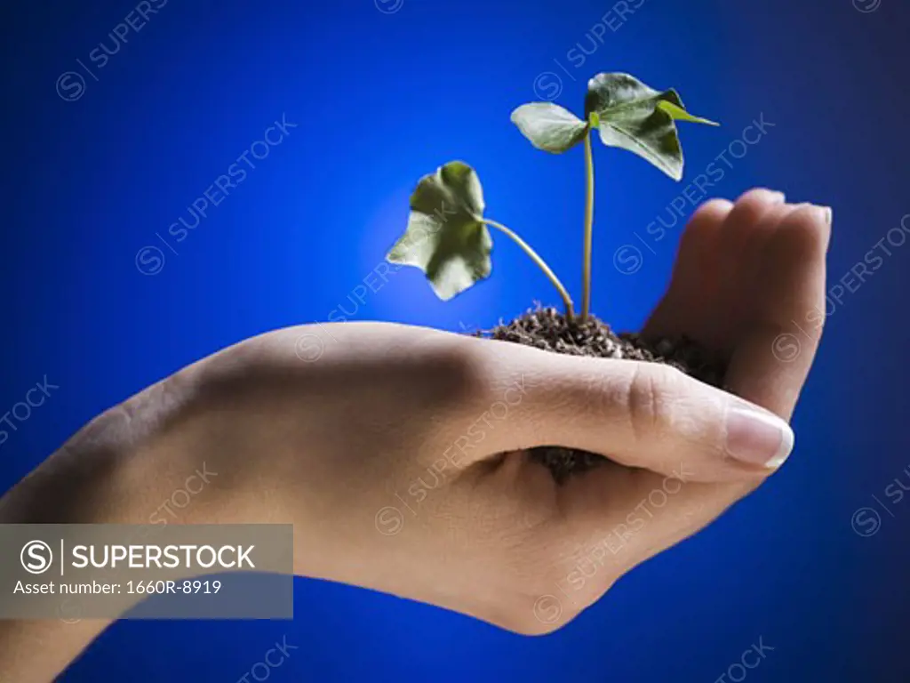 Close-up of a woman's hand holding a plant sapling