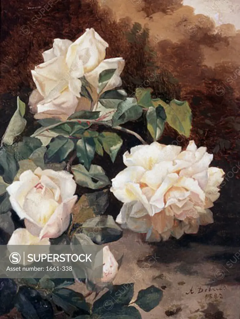 Roses Alexandre Debrus (1843-1905)