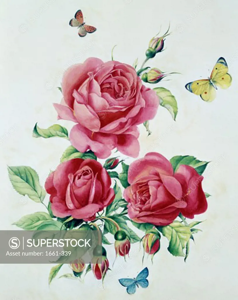 Pink Roses and Butterflies Edward Julius Detmold (1883-1957 British)