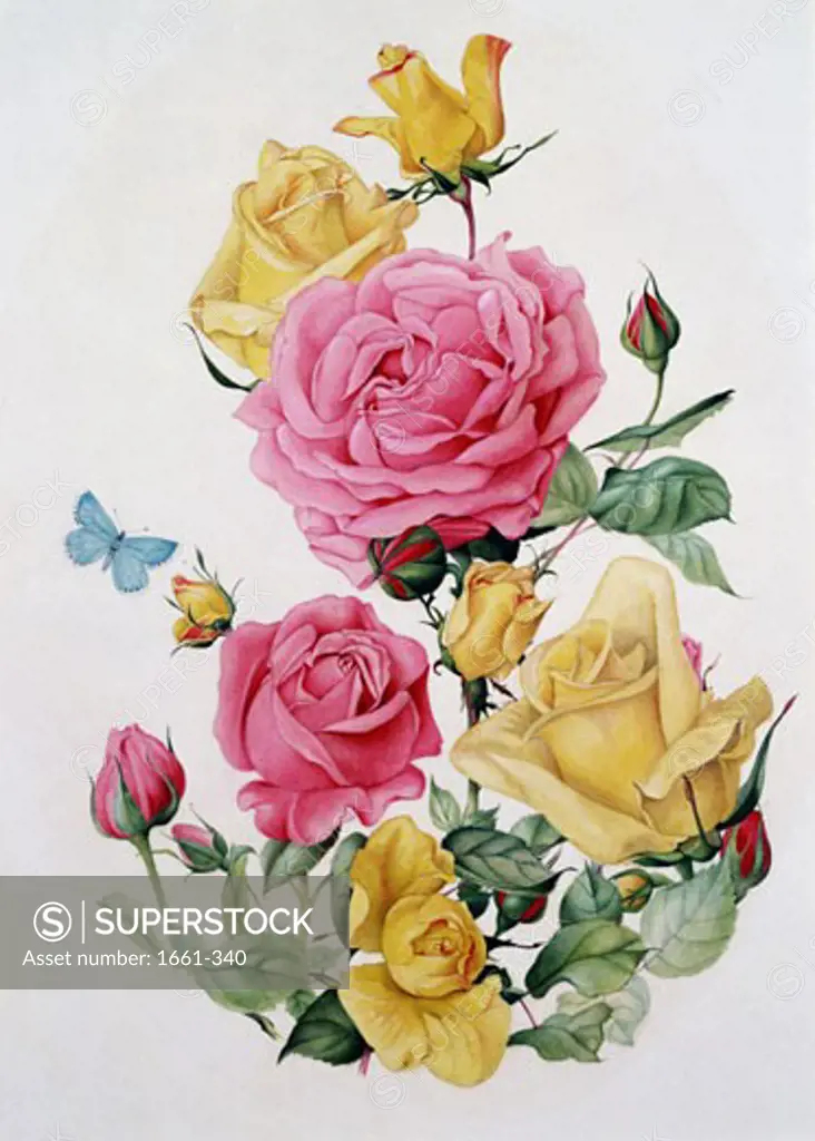 Pink and Yellow Roses Edward Julius Detmold (1883-1957 British)