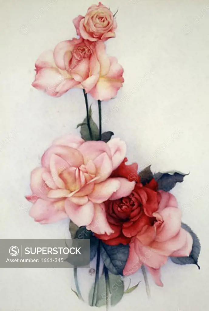 Pink Roses '26 Edward Julius Detmold (1883-1957 British)