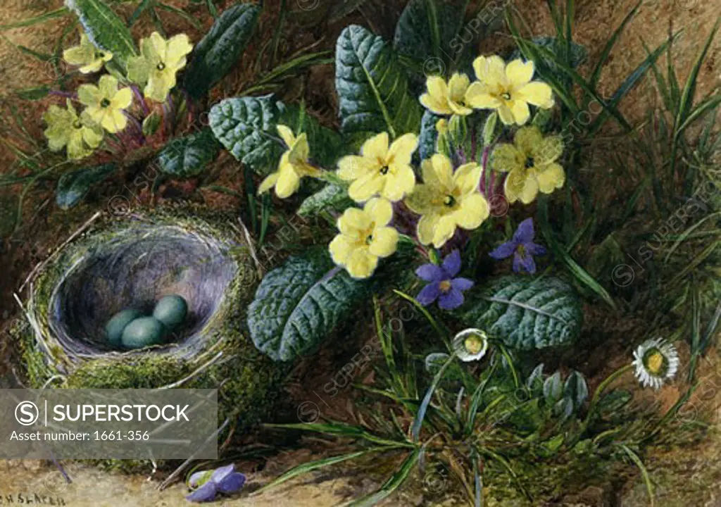 Daisies, Primroses and Violets with a Bird's Nest Charles Henry Slater (1820-1890)