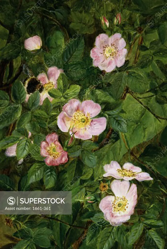 Wild Roses Maria Dorothea Krabbe (1837-1918)