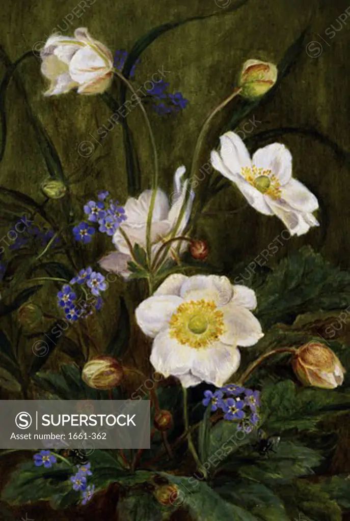 Anemones and Forget-Me-Nots Maria Dorothea Krabbe (1837-1918)