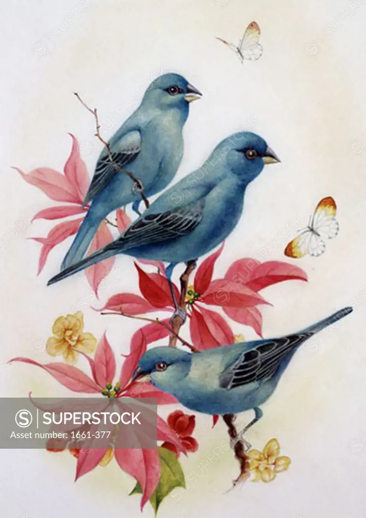 Bluebirds Edward Julius Detmold (1883-1957 British)