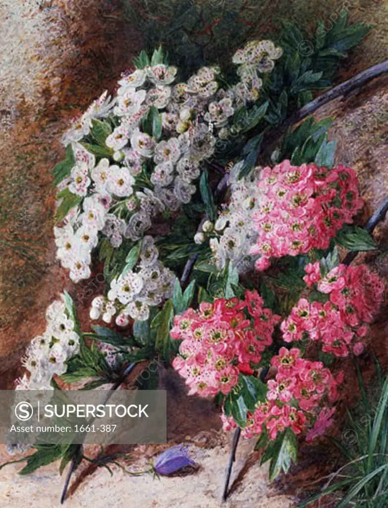 Blossom Charles Henry Slater (1820-1890)
