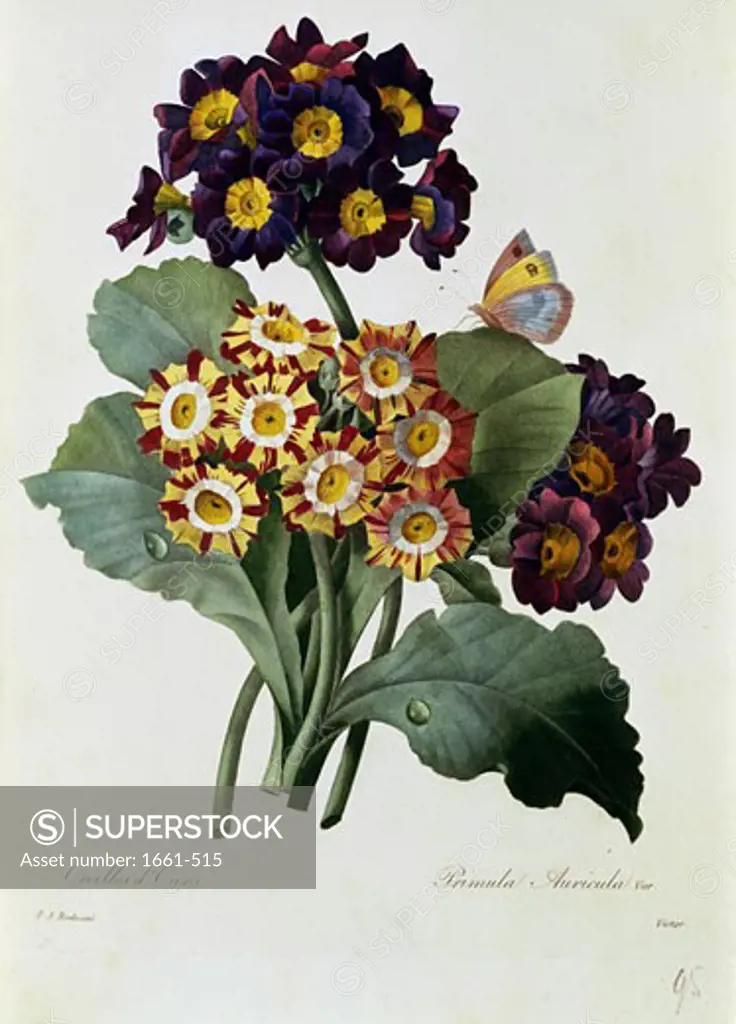 Oreilles D'Ours and Primula Auricula Pierre Joseph Redoute (1759-1840 French)
