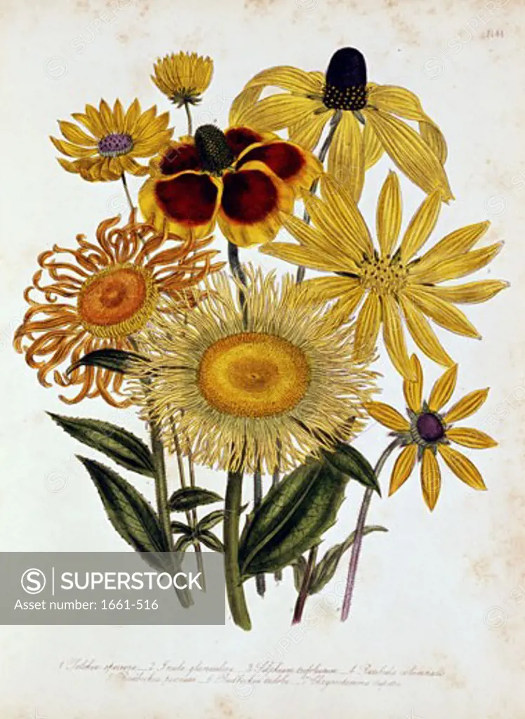 Elekia Speciosa, Inula Glandiosa, Silphuim Trifoliatum, etc. ca. 1800 Artist Unknown Botanical Magazine
