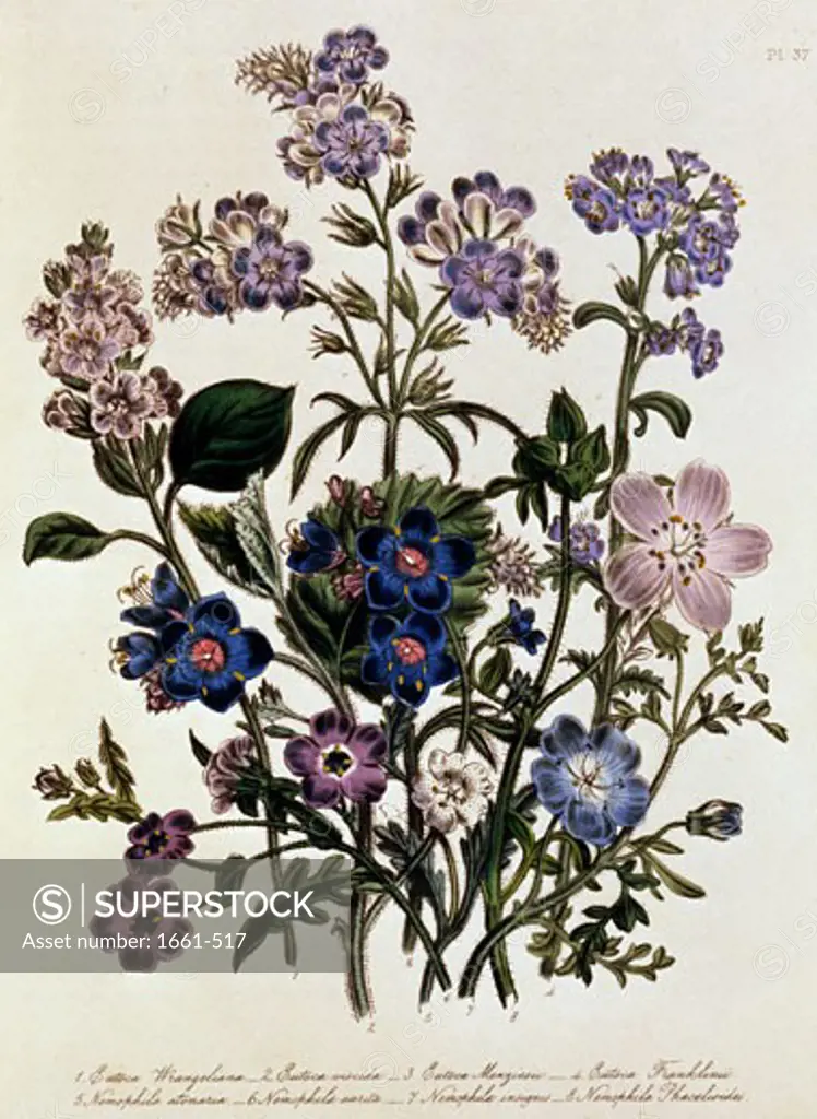 Eutoca Wrangeliana, Nemophila Aurita, Etc. ca. 1800 Artist Unknown Botanical Magazine